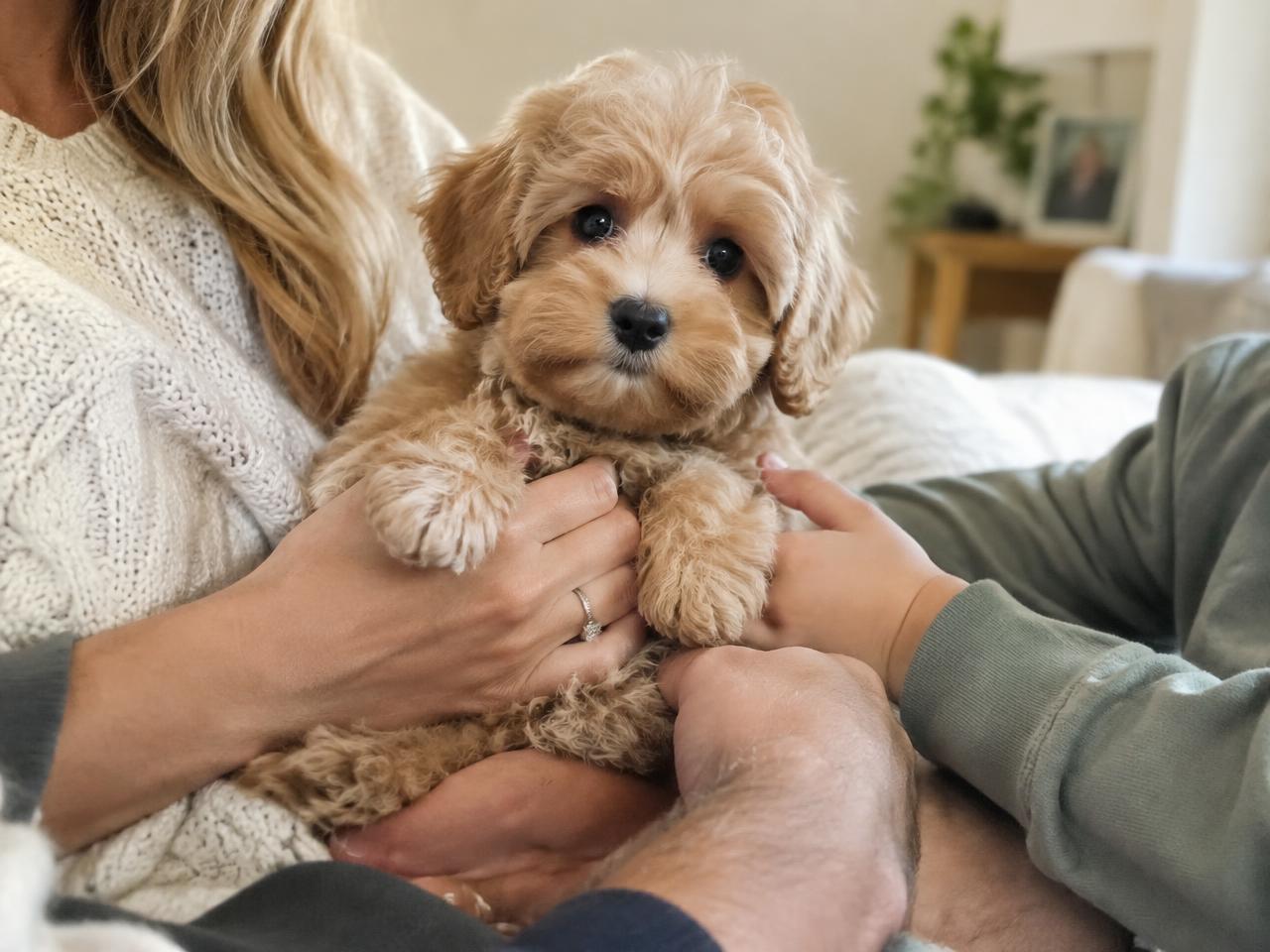 Family holding a tri-color Bernedoodle puppy
